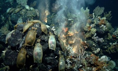 A 1.500 metros de profundidade, pesquisadores encontram vulcão submarino coberto por milhares de ovos gigantes de arraia que podem chegar a 50 centímetros