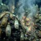 A 1.500 metros de profundidade, pesquisadores encontram vulcão submarino coberto por milhares de ovos gigantes de arraia que podem chegar a 50 centímetros