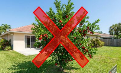 Adeus acerola: essa fruta nativa concentra mais vitamina C, resiste à seca e atrai dezenas de pássaros ao jardim