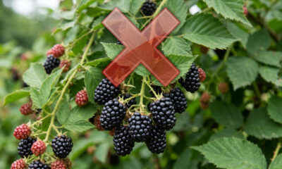 Adeus, amora: essa fruta de casca preta brilhante mancha os dentes e surpreende pela polpa com sabor exótico de açaí fresco com morango