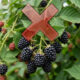 Adeus, amora: essa fruta de casca preta brilhante mancha os dentes e surpreende pela polpa com sabor exótico de açaí fresco com morango