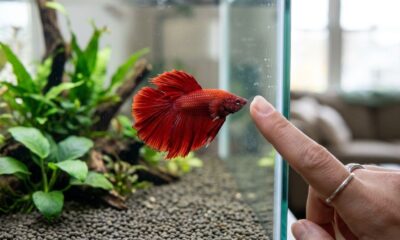Mulher queria adotar um cachorro, mas encontro inesperado com um peixe betta mudou todos os seus planos
