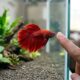 Mulher queria adotar um cachorro, mas encontro inesperado com um peixe betta mudou todos os seus planos