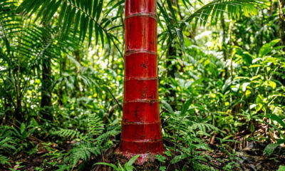Essa palmeira rara tem o tronco vermelho-vivo que parece pintado à mão: de visual escultural, ela é a atração principal em jardins tropicais