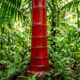 Essa palmeira rara tem o tronco vermelho-vivo que parece pintado à mão: de visual escultural, ela é a atração principal em jardins tropicais