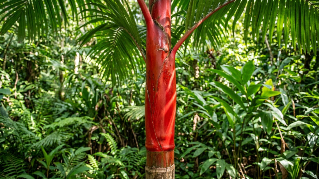 Essa palmeira rara tem o tronco vermelho-vivo que parece pintado à mão: de visual escultural, ela é a atração principal em jardins tropicais
