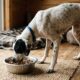 Após viver com fome e ser usada para caçar, cadela é resgatada e ganha uma nova vida em um lar cheio de carinho
