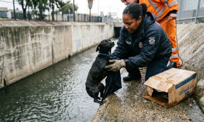 Cachorro é abandonado em canal, consegue ser resgatado e surpreende ao não parar de distribuir beijos para todos ao redor