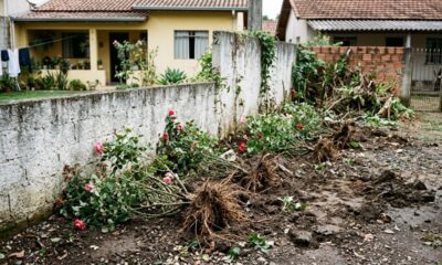 Vizinho arranca 12 roseiras do jardim ao lado depois de discussão por causa do muro e descobre que destruir plantas de outra pessoa pode até virar caso criminal