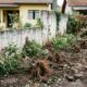 Vizinho arranca 12 roseiras do jardim ao lado depois de discussão por causa do muro e descobre que destruir plantas de outra pessoa pode até virar caso criminal