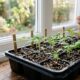 Jardineiros recomendam semear estas flores ainda em setembro para que as plantas atravessem o frio mais fortes e floresçam mais cedo
