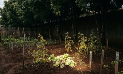Morador planta 8 árvores de 6 metros na divisa da casa para sombrear a horta do vizinho, que perdeu R$ 4 mil em plantio, e a Justiça reconhece o plantio como retaliação e manda podar