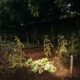 Morador planta 8 árvores de 6 metros na divisa da casa para sombrear a horta do vizinho, que perdeu R$ 4 mil em plantio, e a Justiça reconhece o plantio como retaliação e manda podar