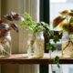 3 plantas que você pode cultivar só na água dentro de um frasco e usar para decorar prateleiras, mesas e pequenos espaços da casa