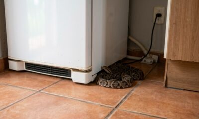 Especialistas alertam para um lugar da casa que pode servir de esconderijo para cobras, principalmente quando o frio aumenta e elas procuram abrigo