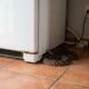 Especialistas alertam para um lugar da casa que pode servir de esconderijo para cobras, principalmente quando o frio aumenta e elas procuram abrigo