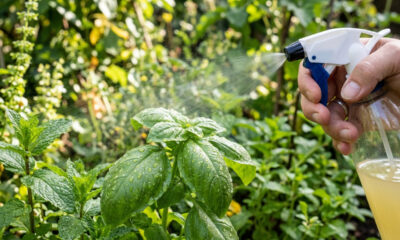 Borrifar infusão de gengibre com sabão neutro nas plantas: a receita caseira picante que afasta besouros e lagartas das folhas em minutos