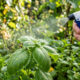 Borrifar infusão de gengibre com sabão neutro nas plantas: a receita caseira picante que afasta besouros e lagartas das folhas em minutos