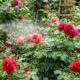 Chá frio de sementes de coentro amassadas nas plantas: para que serve o spray natural que afasta percevejos e pulgões vermelhos das roseiras