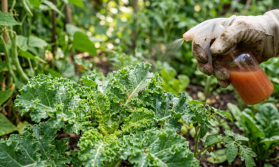 Bater pimenta-biquinho com dente de alho cru em água: para que serve o repelente natural que expulsa o besouro vaquinha das folhas da horta