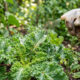 Bater pimenta-biquinho com dente de alho cru em água: para que serve o repelente natural que expulsa o besouro vaquinha das folhas da horta