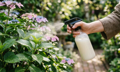 Pulverizar soro de manteiga diluído em água nas folhas: o truque biológico para conter o avanço da ferrugem foliar em plantas ornamentais