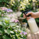 Pulverizar soro de manteiga diluído em água nas folhas: o truque biológico para conter o avanço da ferrugem foliar em plantas ornamentais