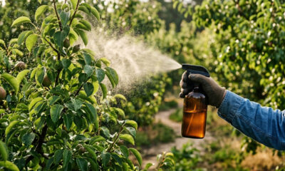 Calda de folhas de mamona com sabão de potássio: para que serve o biodefensivo potente que afasta o percevejo-das-fruteiras do seu pomar