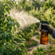 Calda de folhas de mamona com sabão de potássio: para que serve o biodefensivo potente que afasta o percevejo-das-fruteiras do seu pomar