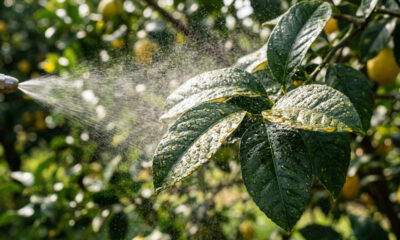 Mistura de óleo mineral com sabão de potássio: para que serve a calda de alta viscosidade para sufocar ácaros em árvores cítricas