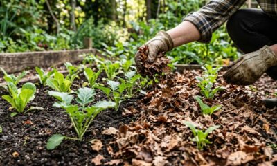 Nem herbicida caro nem receita complicada: o velho truque da vovó pode ajudar a reduzir ervas daninhas com um cuidado simples no jardim