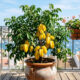 Essa árvore frutífera anã é ideal para varandas: ela produz frutos em formato de estrela em abundância sem atingir grande porte no vaso