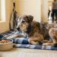 Depois de ser abandonado, cão definha sozinho e espera pelo encontro que pode mudar tudo