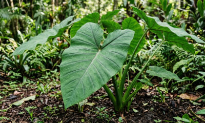Cultivo de taioba-verdadeira na sombra do quintal: como diferenciar a folhagem comestível da variedade brava para colher com segurança