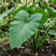 Cultivo de taioba-verdadeira na sombra do quintal: como diferenciar a folhagem comestível da variedade brava para colher com segurança