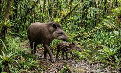 Em 25 anos, uma família plantou 840 mil árvores, recuperou centenas de hectares de floresta e ajudou a trazer de volta um animal que estava ausente havia um século