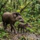 Em 25 anos, uma família plantou 840 mil árvores, recuperou centenas de hectares de floresta e ajudou a trazer de volta um animal que estava ausente havia um século