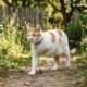Gato é encontrado chorando sozinho em meio à neve e ganha final feliz após encontro que transforma sua vida