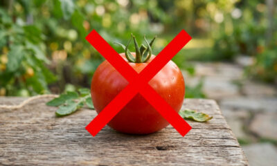 Adeus, tomate: essa fruta de casca negra cresce fácil em garrafas PET e concentra uma carga abundante de antioxidantes muito doces
