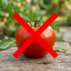 Adeus, tomate: essa fruta de casca negra cresce fácil em garrafas PET e concentra uma carga abundante de antioxidantes muito doces