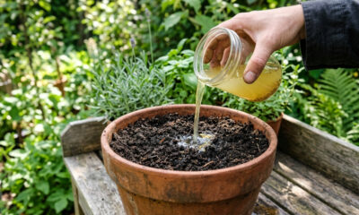 Borrifar água com pó de mostarda na terra do vaso: o truque ardido que expulsa centopeias e larvas das raízes sem usar venenos químicos