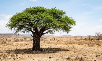 Provérbio africano do dia: “A árvore mais alta da floresta não é a mais forte, mas aquela cujas raízes aprenderam a beber onde ninguém mais cava.” Uma reflexão sobre paciência, profundidade e resistência nos tempos difíceis