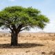 Provérbio africano do dia: “A árvore mais alta da floresta não é a mais forte, mas aquela cujas raízes aprenderam a beber onde ninguém mais cava.” Uma reflexão sobre paciência, profundidade e resistência nos tempos difíceis
