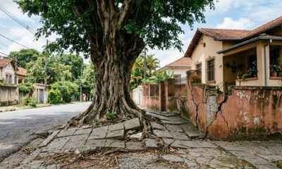 Morador corta árvore da calçada depois que as raízes começam a quebrar o muro, mas descobre que nem a árvore em frente à própria casa pode ser retirada sem autorização