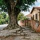 Morador corta árvore da calçada depois que as raízes começam a quebrar o muro, mas descobre que nem a árvore em frente à própria casa pode ser retirada sem autorização