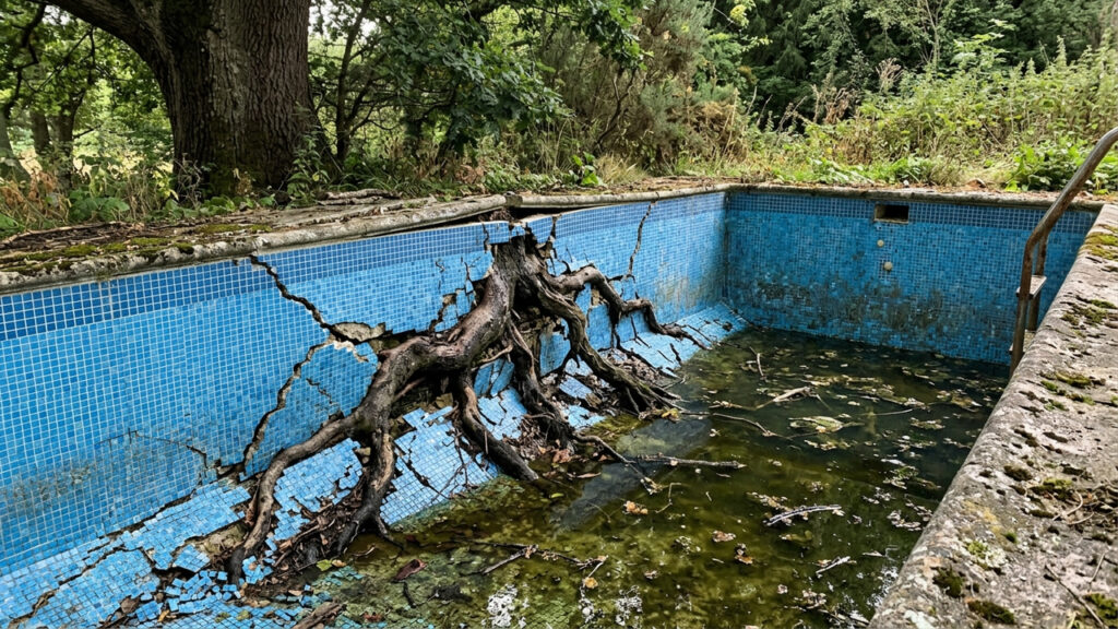 Raízes de árvore vizinha destroem piscina, dono alega amor à natureza para não podar e juiz manda cortar a planta com multa de R$ 35 mil
