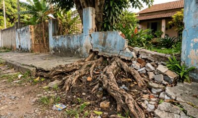 Pedreiro que reforma muro antigo repete sempre o mesmo alerta: a raiz da árvore do vizinho que levantou o muro é problema de quem tem a árvore e não de quem tem o muro, o Código Civil obriga o dono da árvore a pagar o reparo, mas 90% dos vizinhos não sabem disso e acabam pagando do próprio bolso