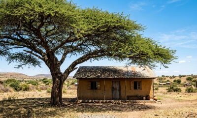 Provérbio africano do dia: “Não se corta a árvore que dá sombra à sua casa.” Uma reflexão sobre não ferir justamente quem nos acolhe e nos fortalece