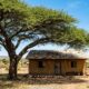 Provérbio africano do dia: “Não se corta a árvore que dá sombra à sua casa.” Uma reflexão sobre não ferir justamente quem nos acolhe e nos fortalece