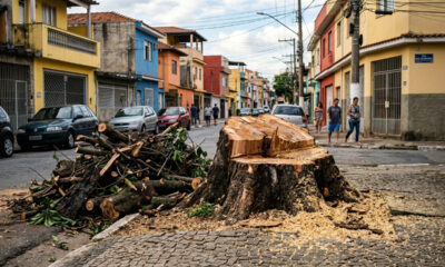Morador derruba árvore centenária da calçada sem autorização para não varrer folhas e prefeitura aplica multa ambiental de R$ 25 mil reais